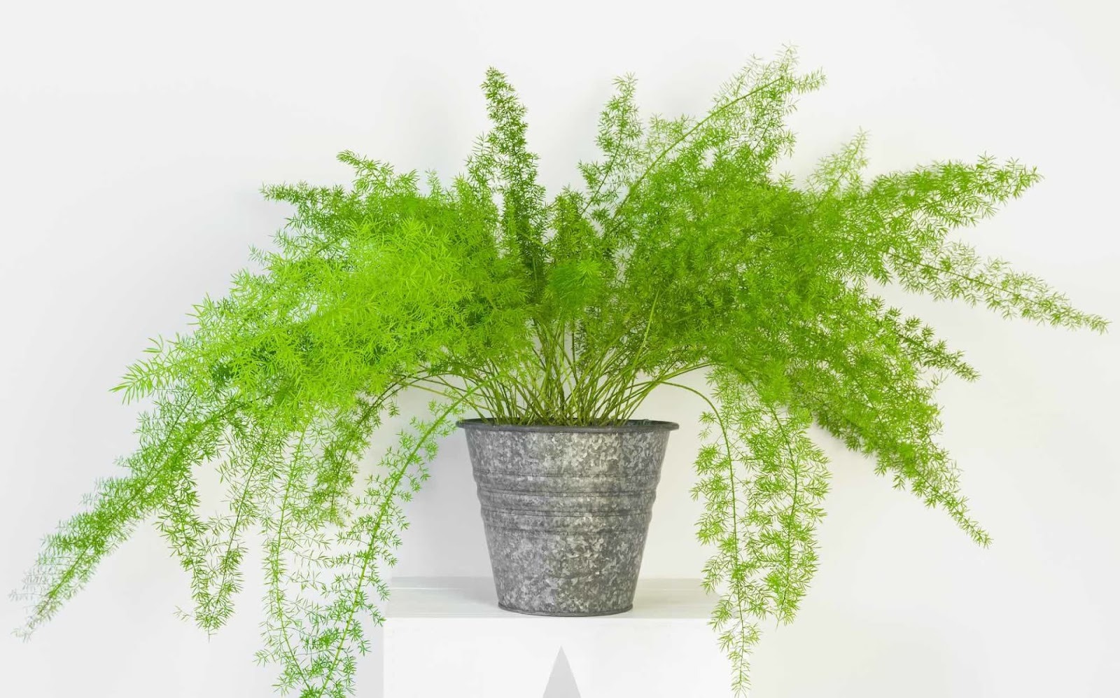 Asparagus Fern