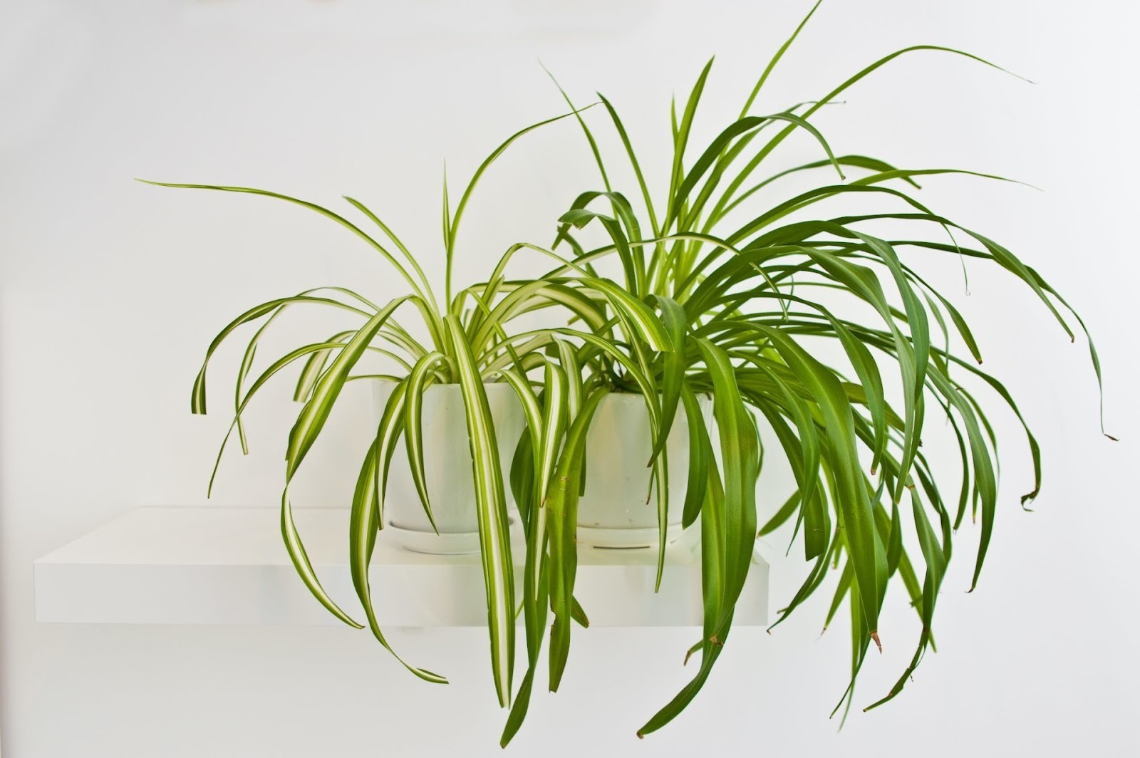 Spider Plant