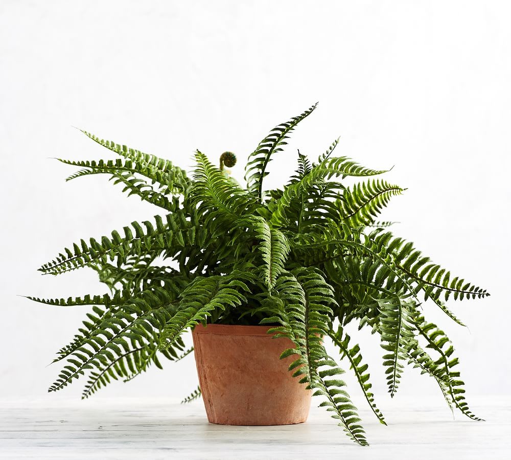 Boston Fern