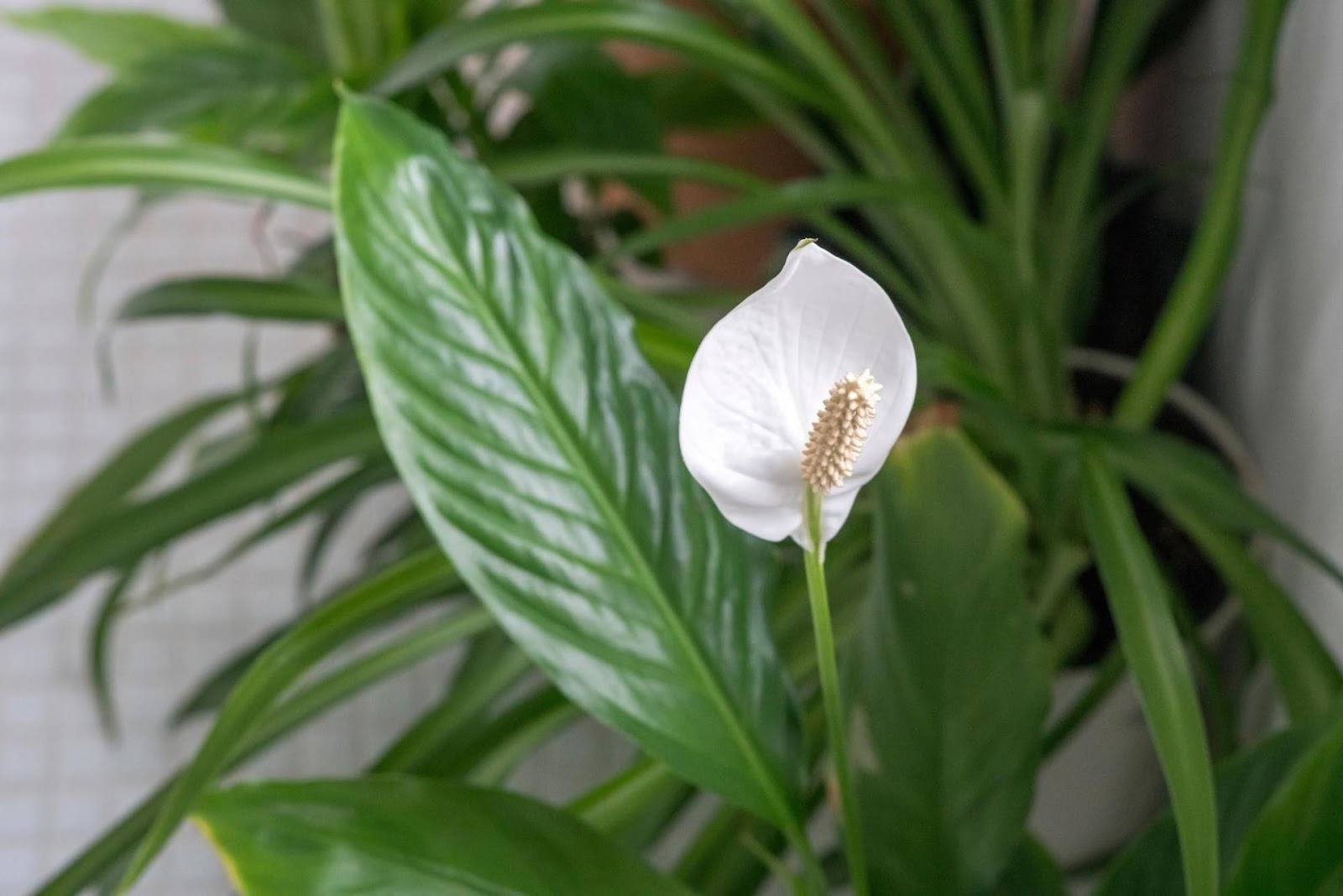 Peace Lily